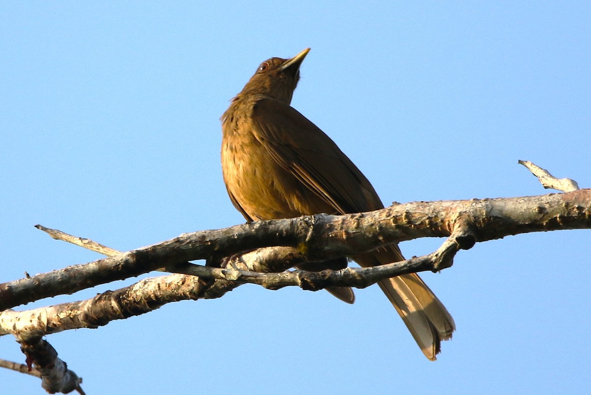 Clay-colored Thrush - ML631767493