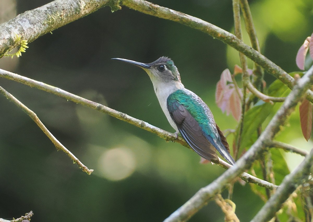 Wedge-tailed Sabrewing (Long-tailed) - ML631767537