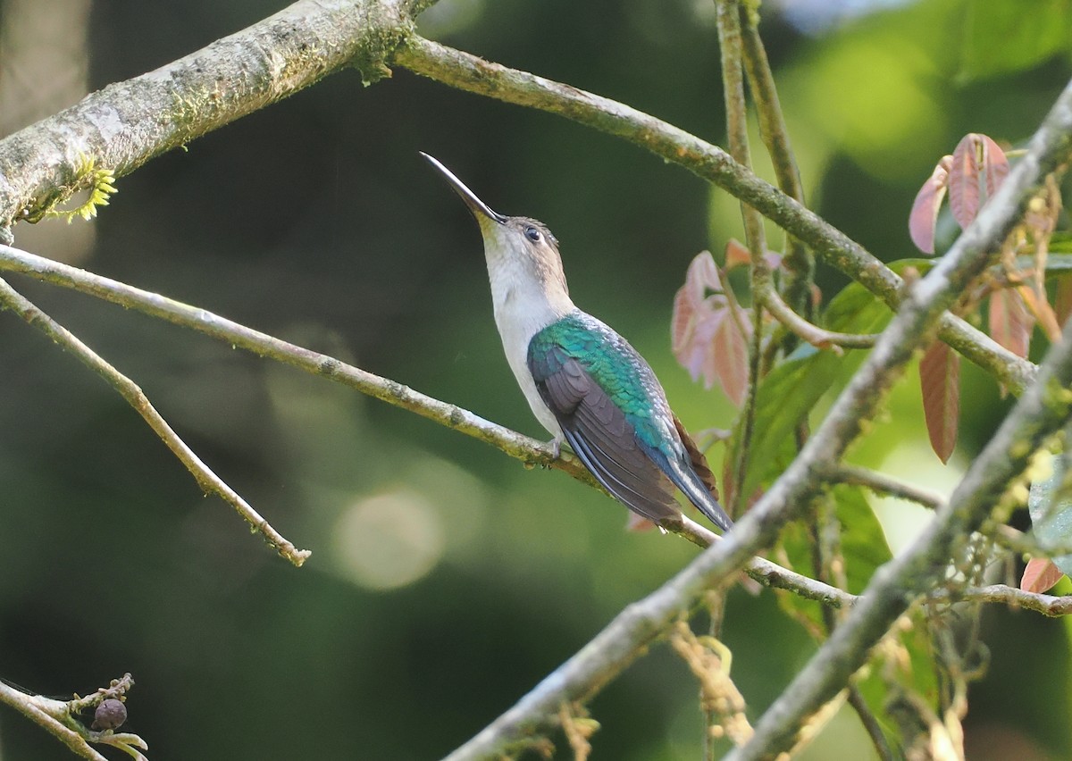 Wedge-tailed Sabrewing (Long-tailed) - ML631767564