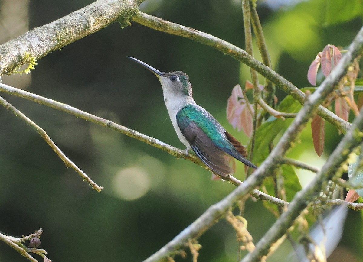 Wedge-tailed Sabrewing (Long-tailed) - ML631767585