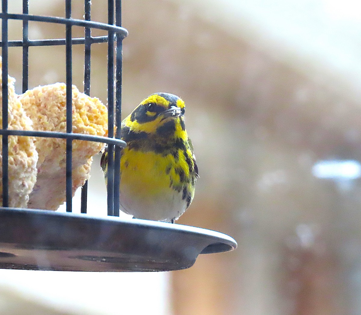 Townsend's Warbler - ML631767600