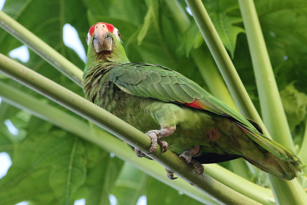 Red-lored Amazon - ML631767603