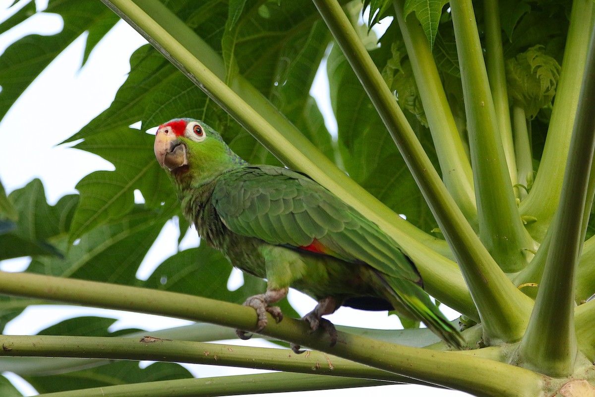 Red-lored Amazon - ML631767608