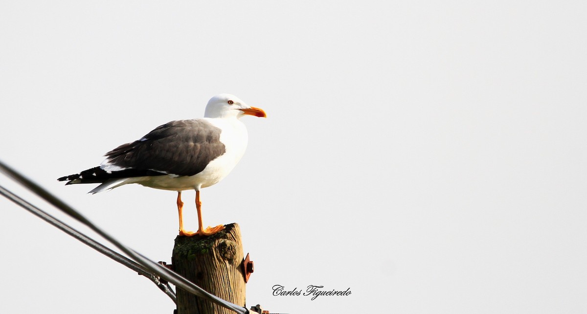 Gaviota Sombría - ML631767641