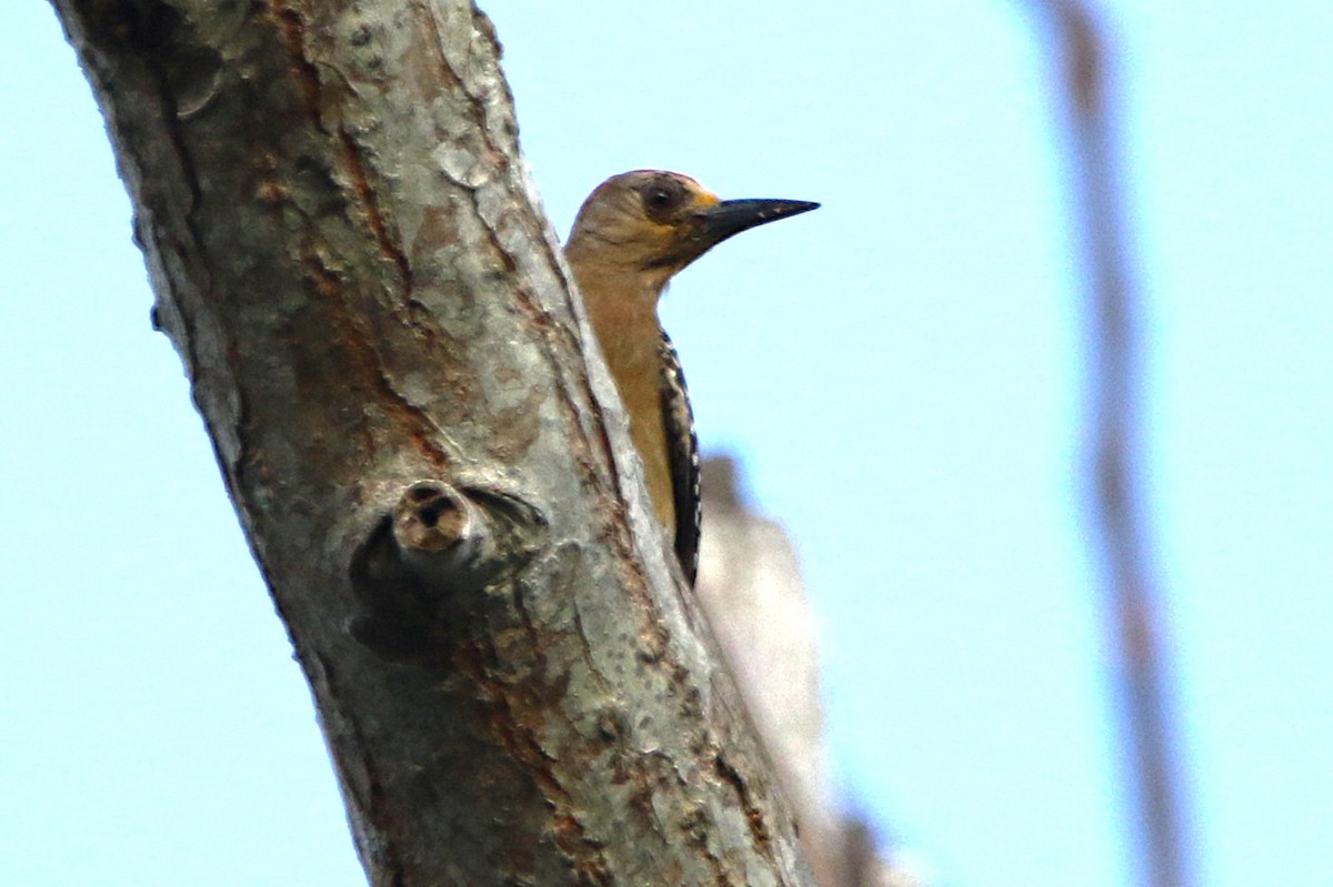 Red-crowned Woodpecker - ML631767665