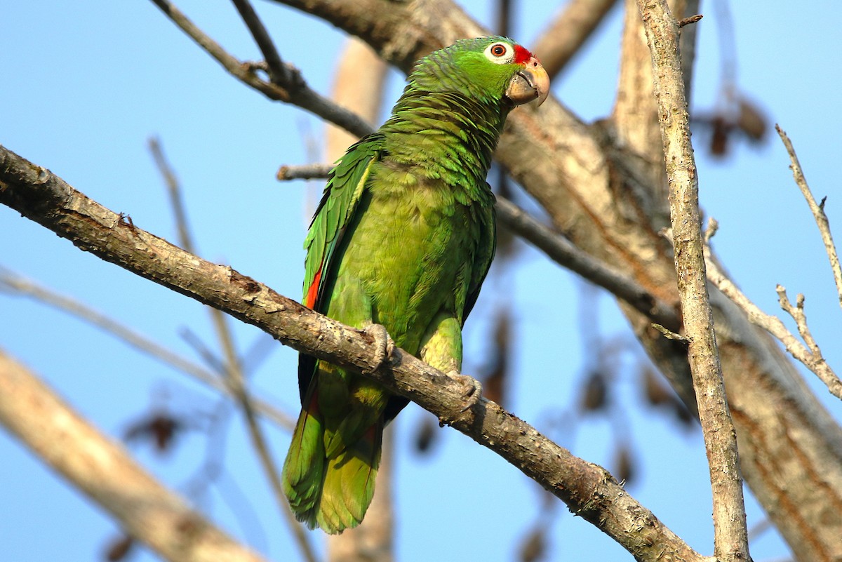 Red-lored Amazon - ML631767693