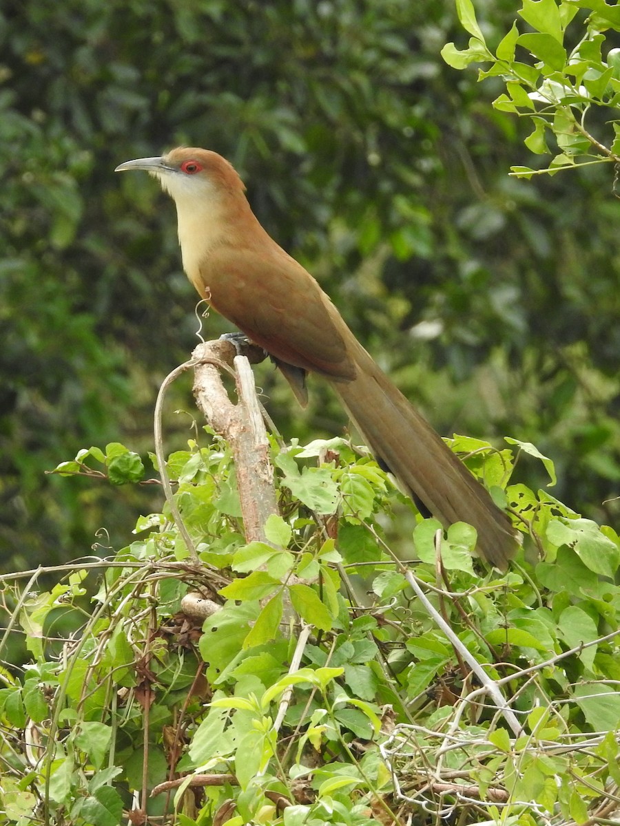 Great Lizard-Cuckoo - ML631767696