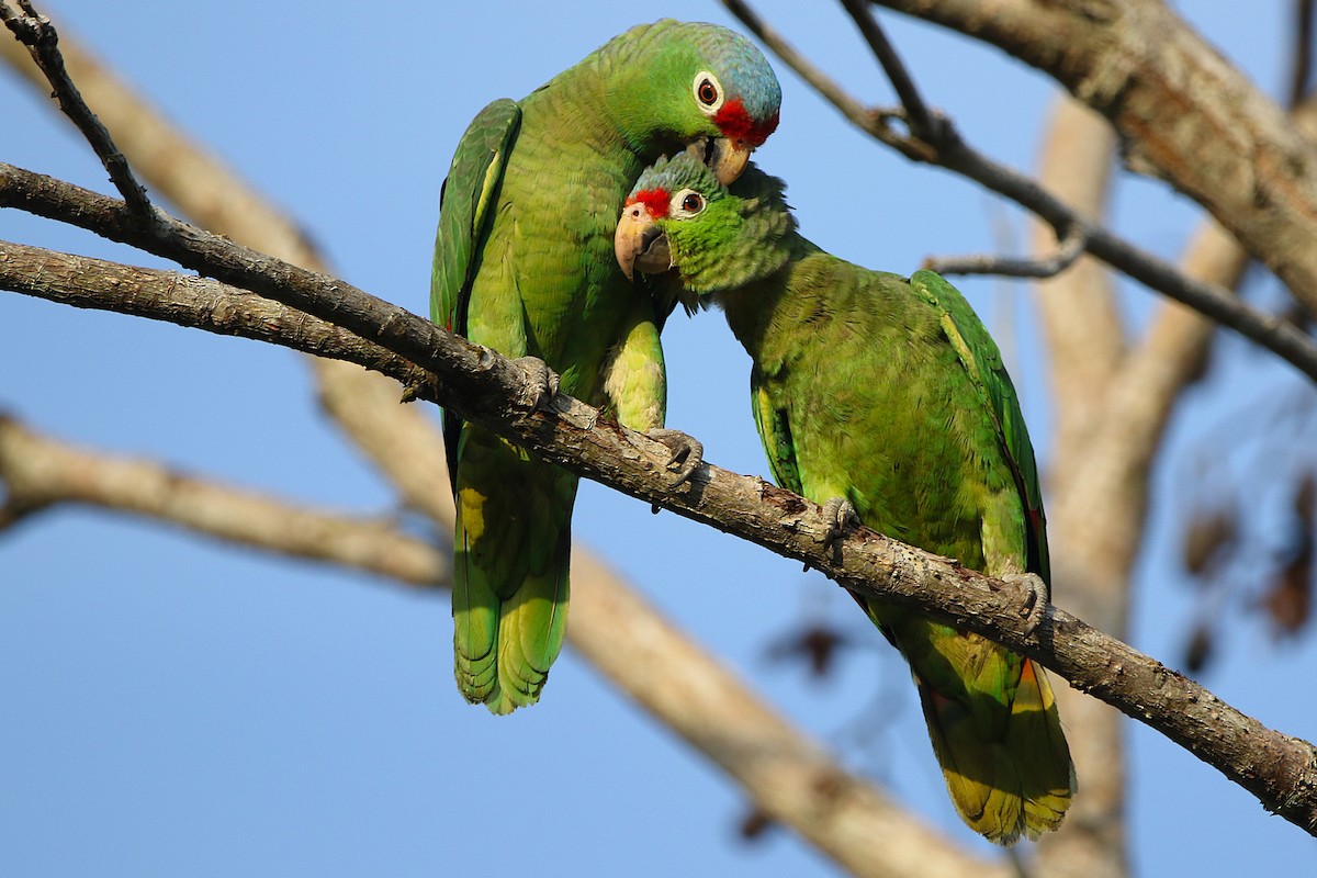 Red-lored Amazon - ML631767698