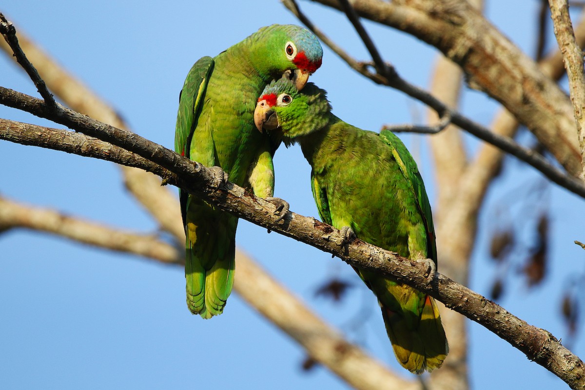 Red-lored Amazon - ML631767702
