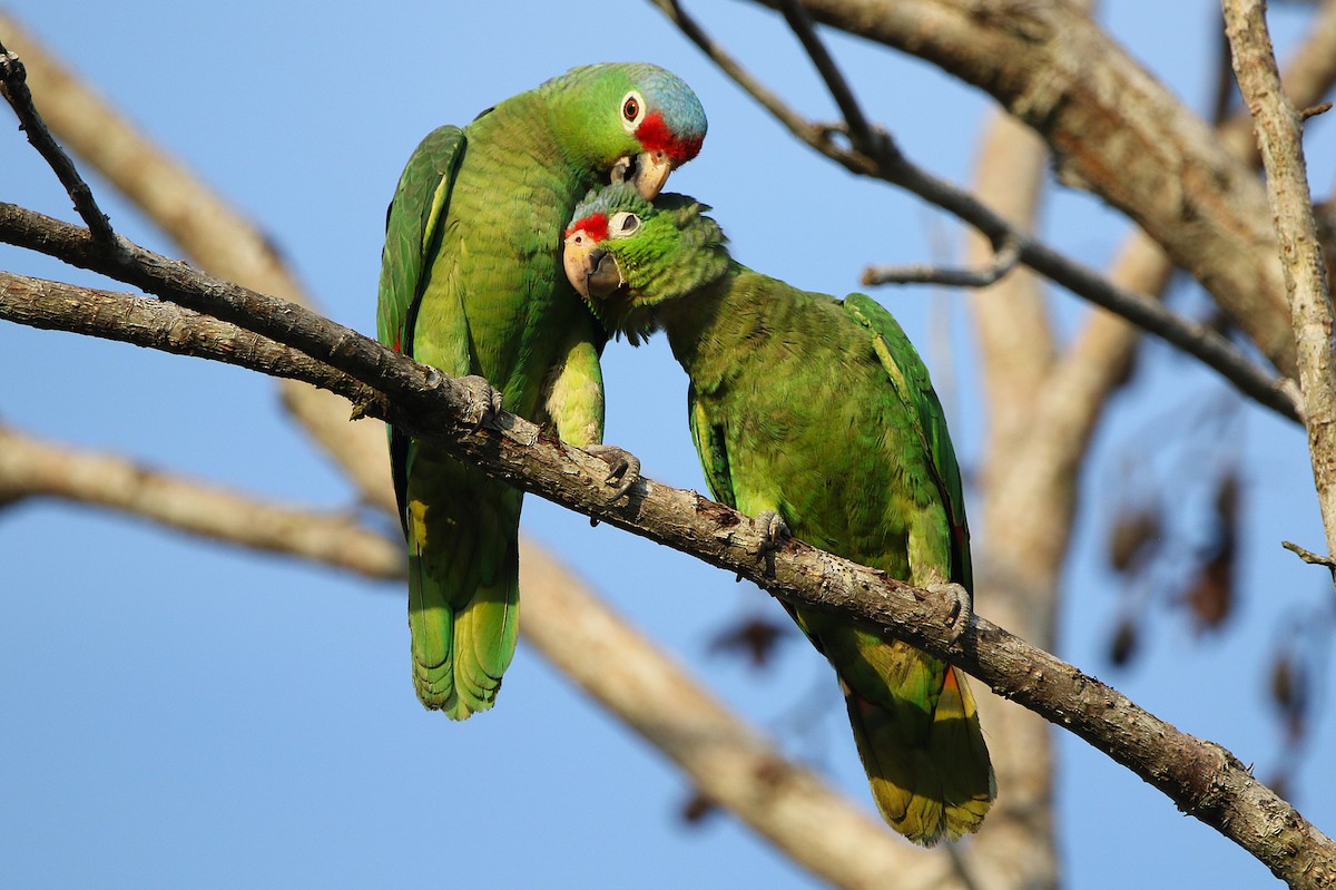 Red-lored Amazon - ML631767708