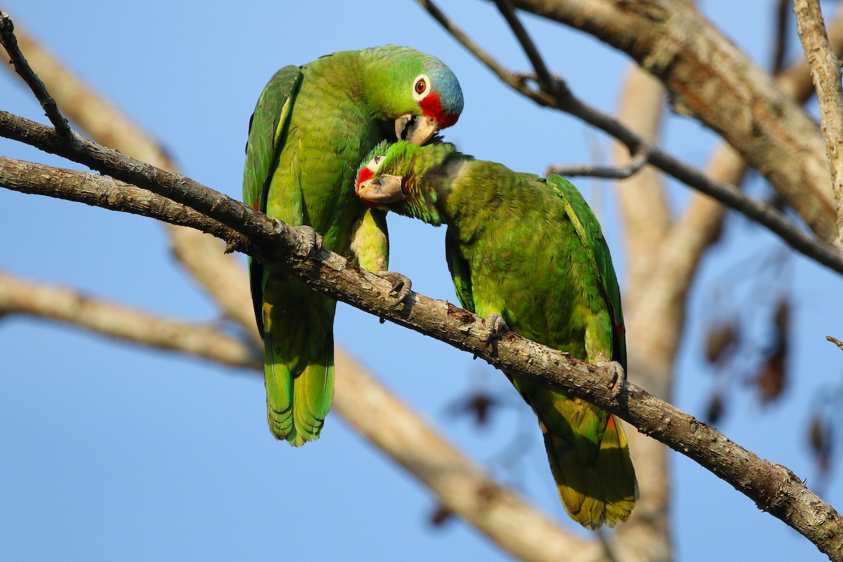 Red-lored Amazon - ML631767717