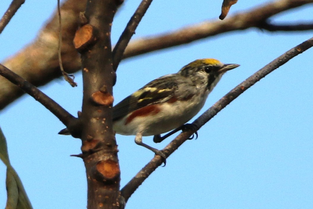 Chestnut-sided Warbler - ML631767724