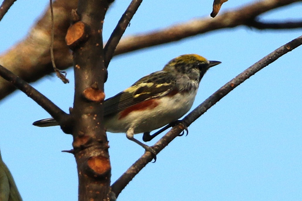 Chestnut-sided Warbler - ML631767726