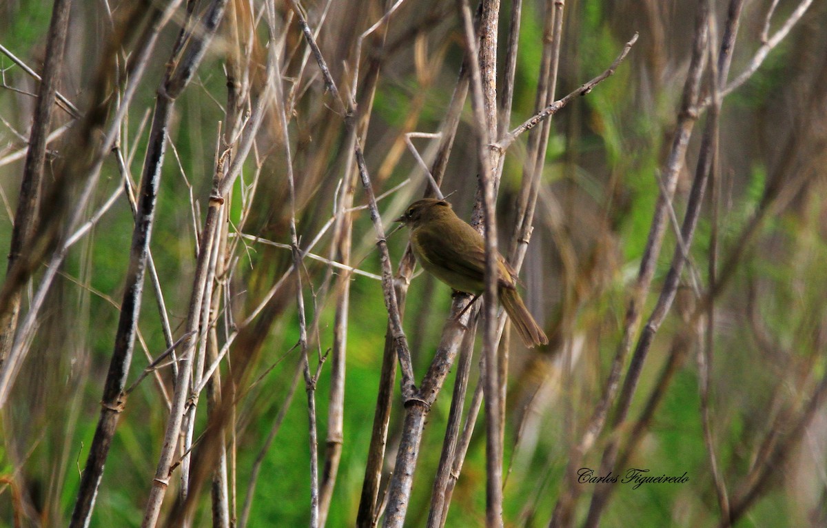 Mosquitero Común - ML631767731