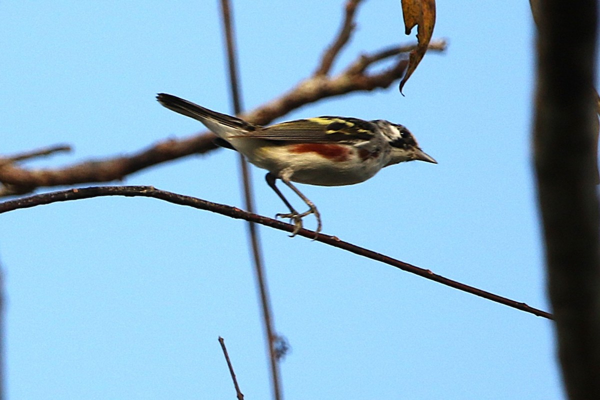Chestnut-sided Warbler - ML631767732