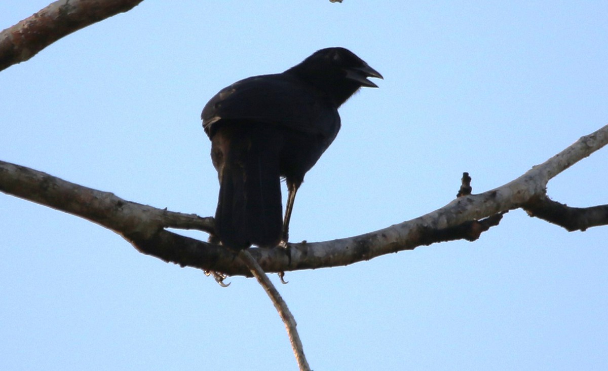 Melodious Blackbird - ML631767740