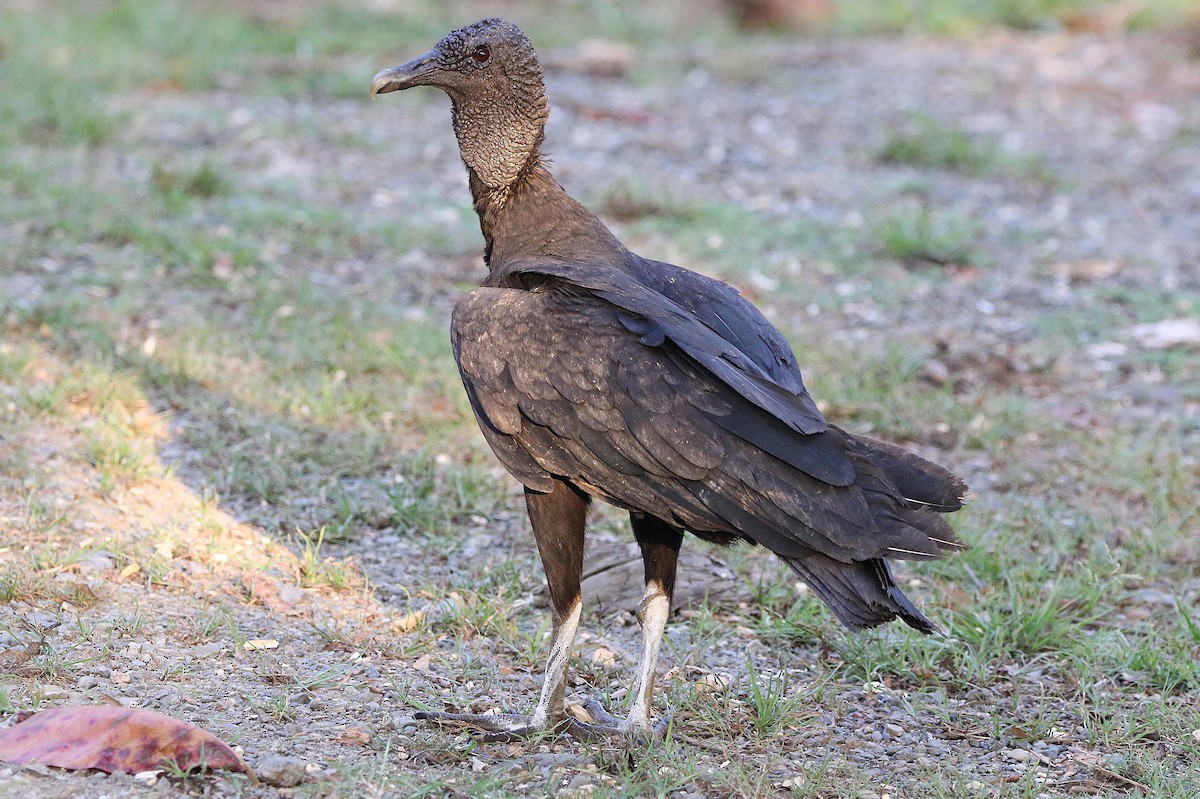Black Vulture - ML631767752