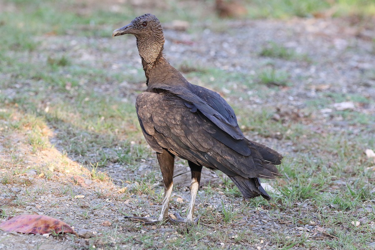 Black Vulture - ML631767754