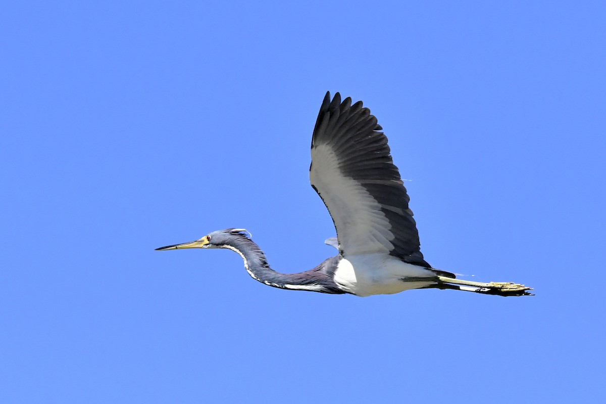 Tricolored Heron - ML631767881