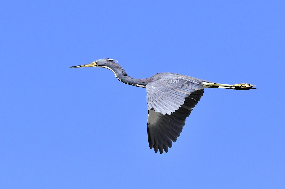 Tricolored Heron - ML631767882