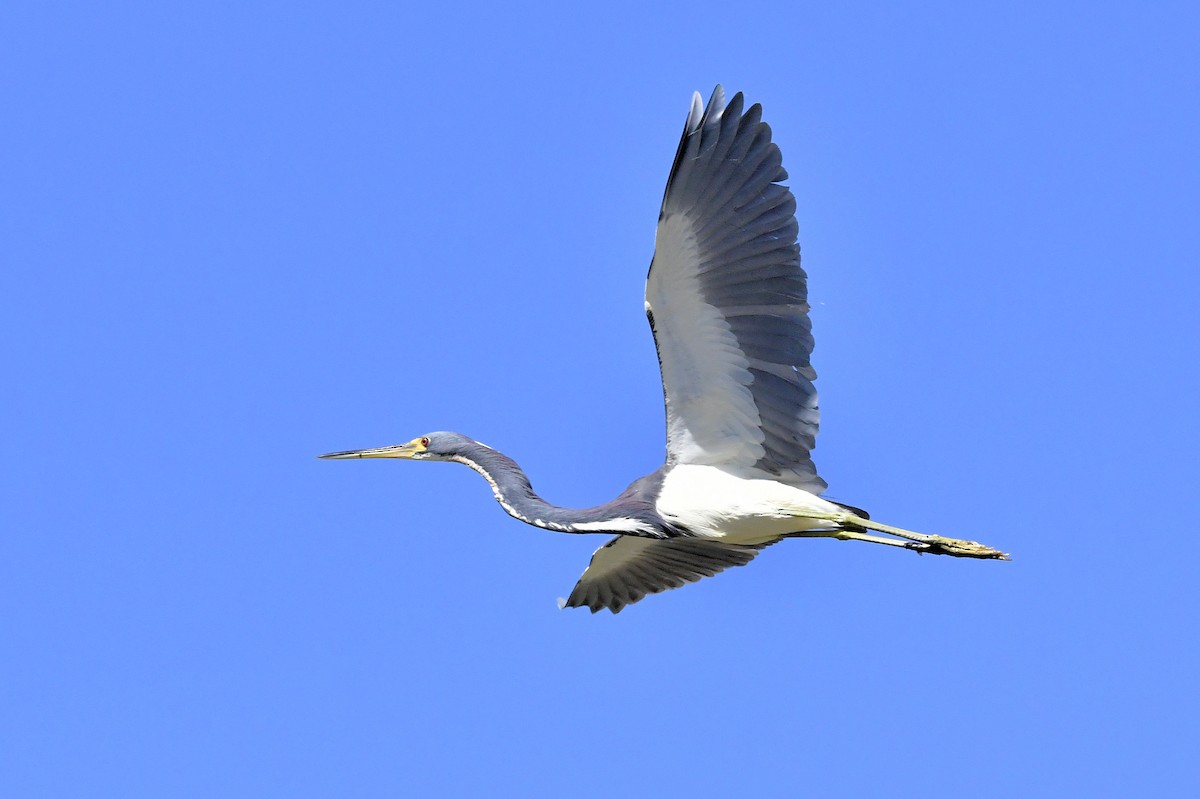 Tricolored Heron - ML631767883