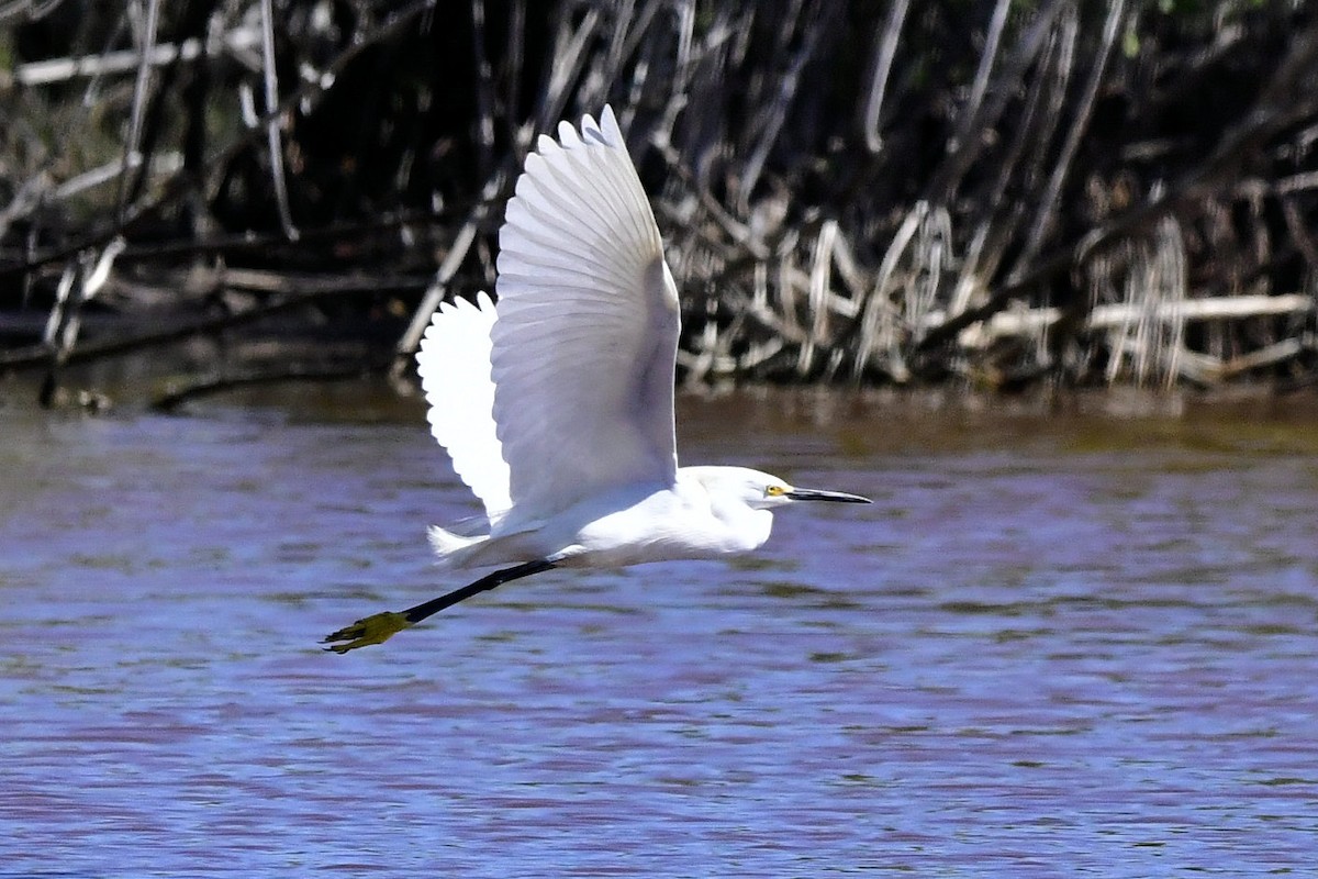 Snowy Egret - ML631767893