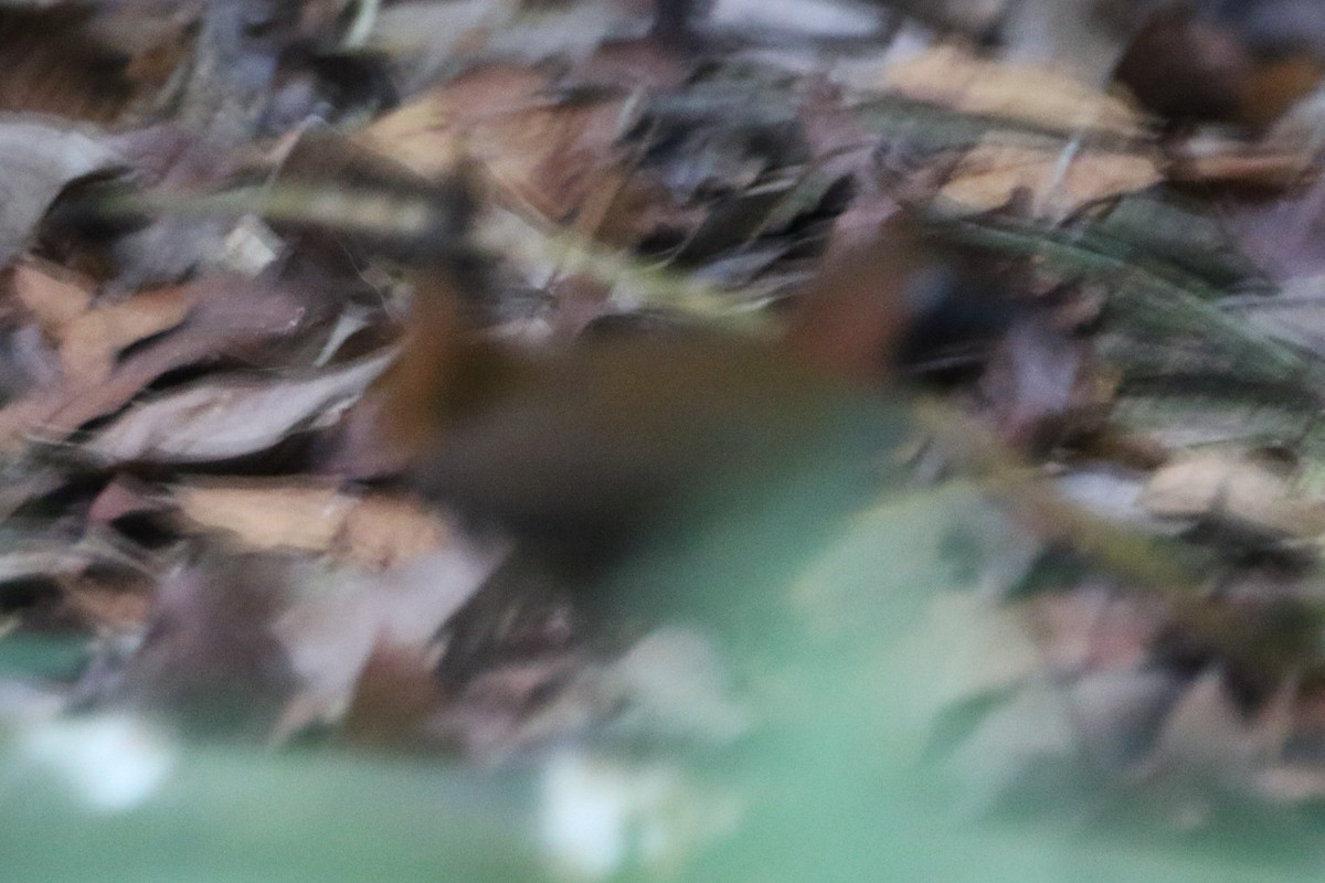Black-faced Antthrush - ML631767935