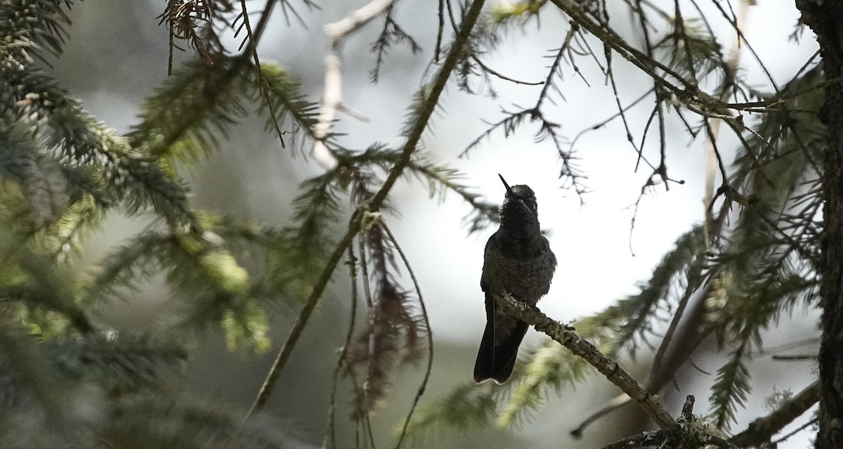 Rivoli's Hummingbird - ML631767951