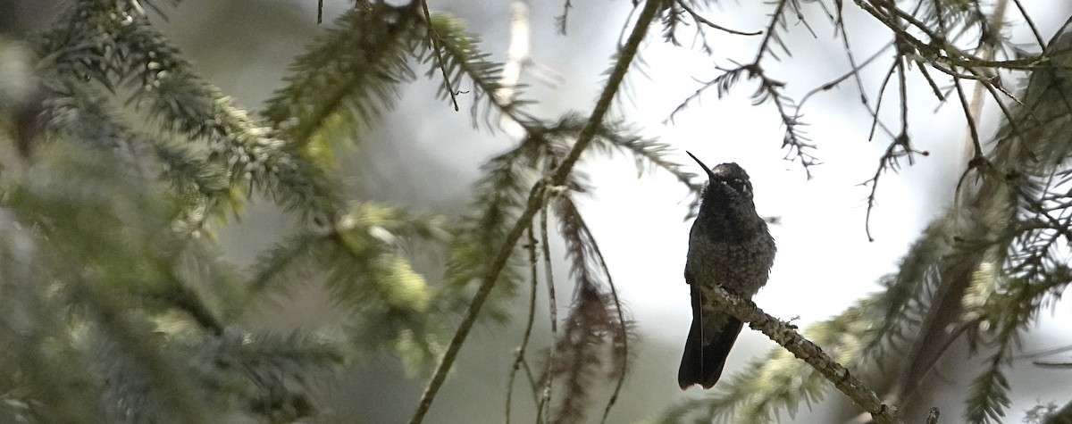 Rivoli's Hummingbird - ML631767952