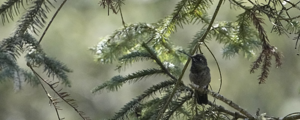 Rivoli's Hummingbird - ML631767953