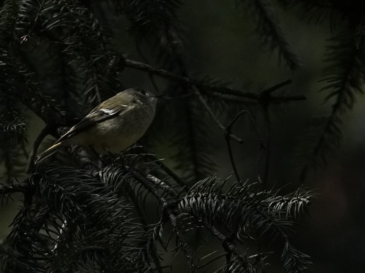 Ruby-crowned Kinglet - ML631767978