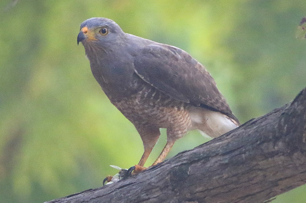 káně krahujová - ML631767987