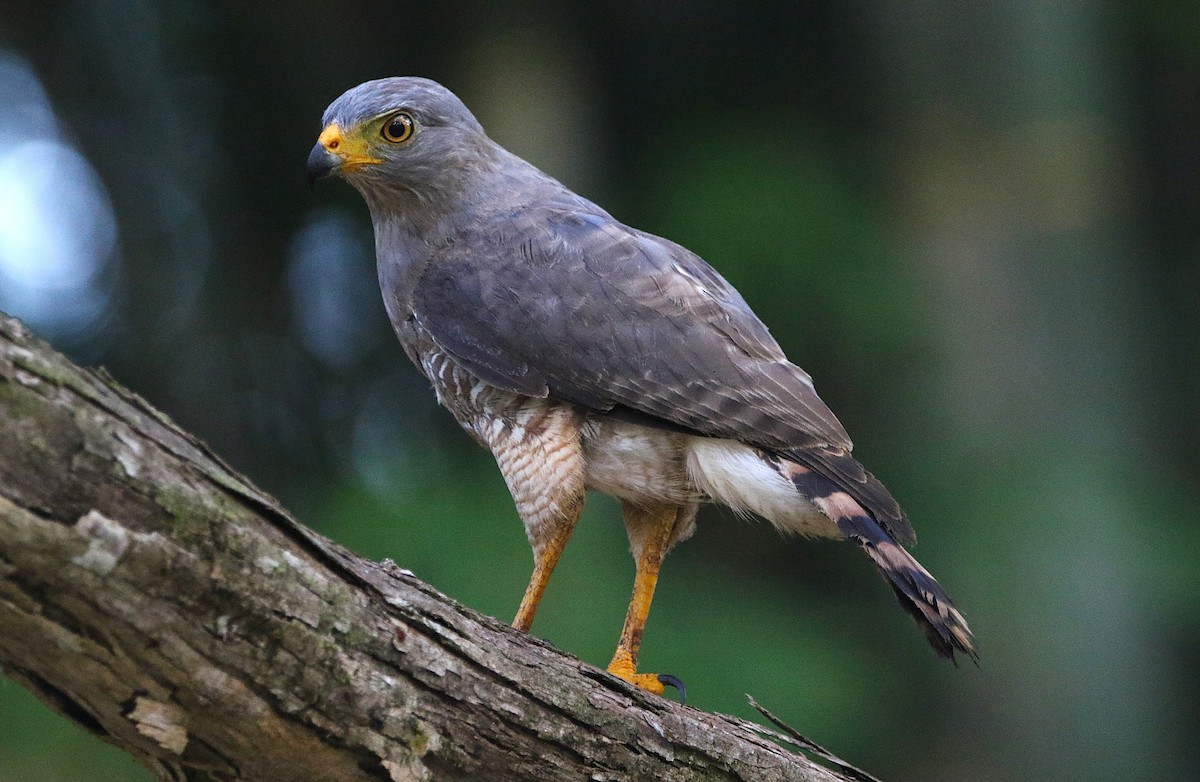 káně krahujová - ML631767998