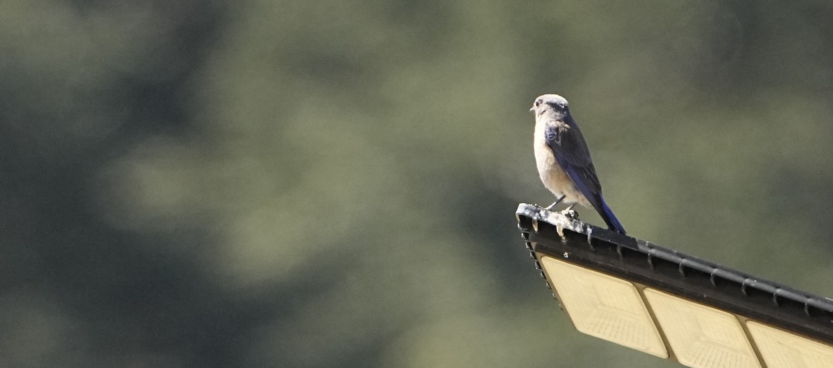 Western Bluebird - ML631768109
