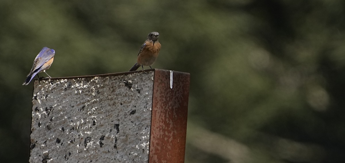 Eastern Bluebird - ML631768167