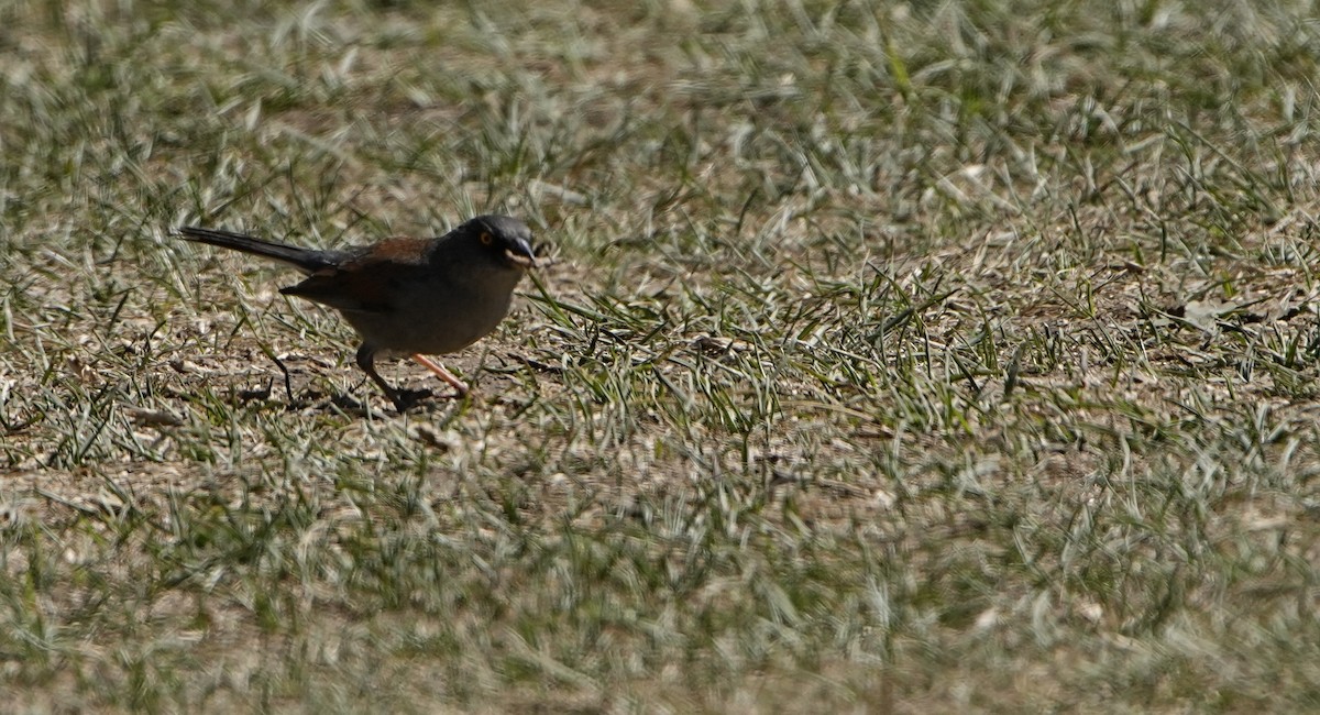 Yellow-eyed Junco - ML631768204