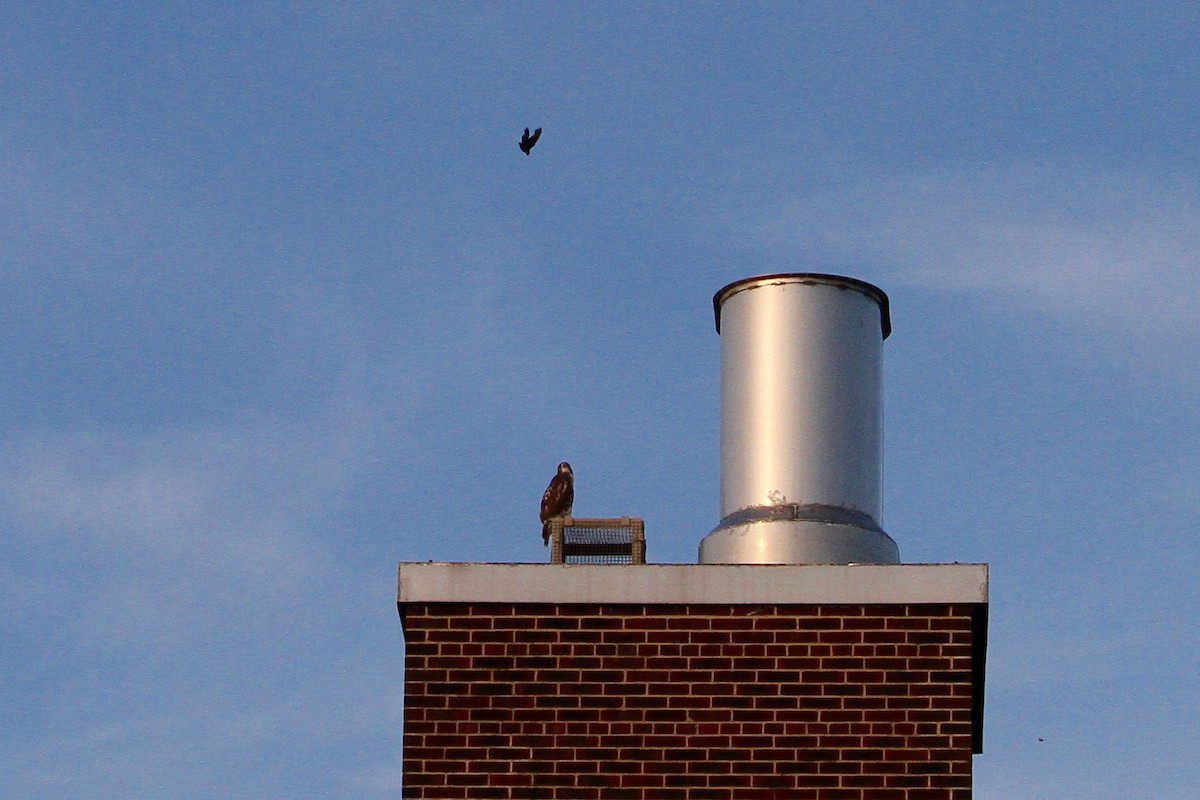 Chimney Swift - ML631768242