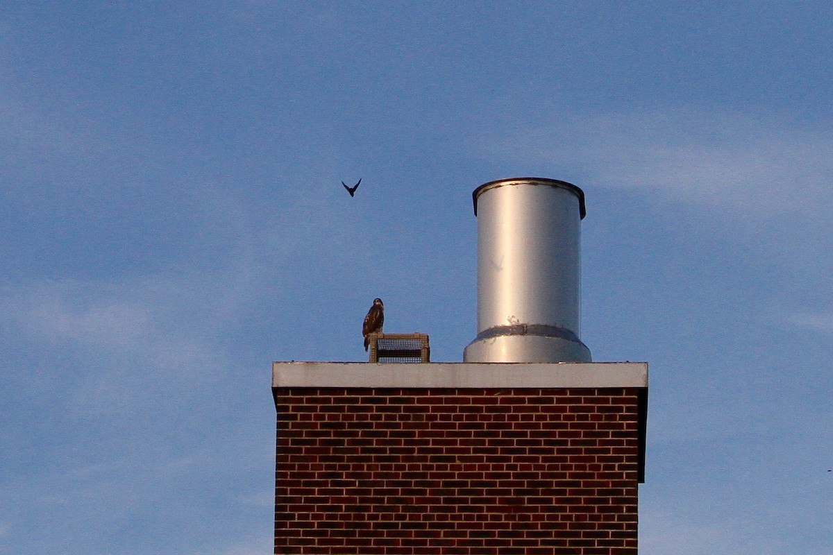 Chimney Swift - ML631768243