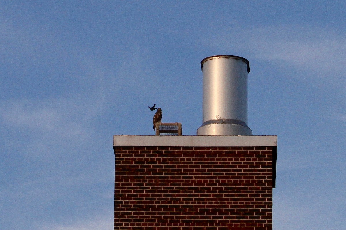 Chimney Swift - ML631768244