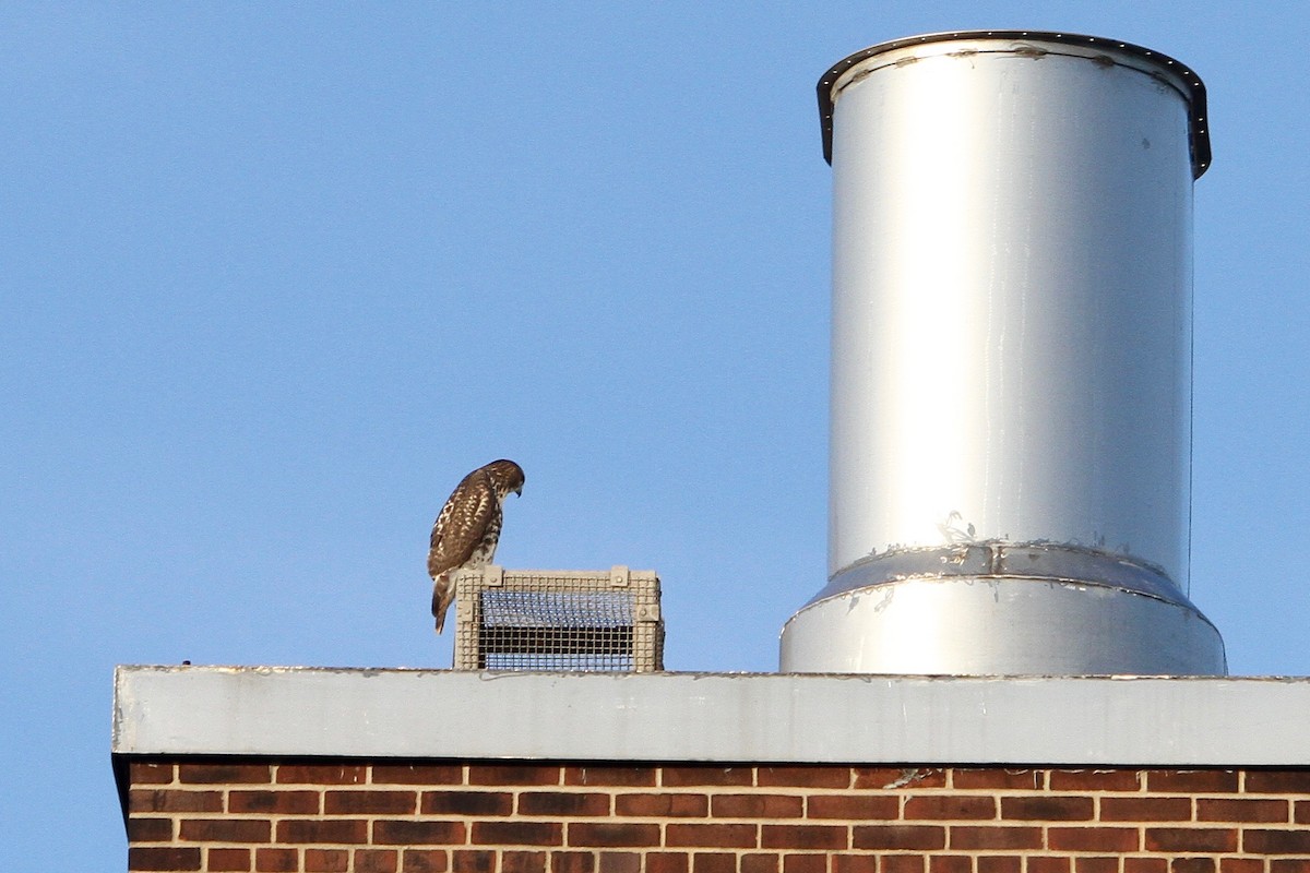 Red-tailed Hawk - ML631768253