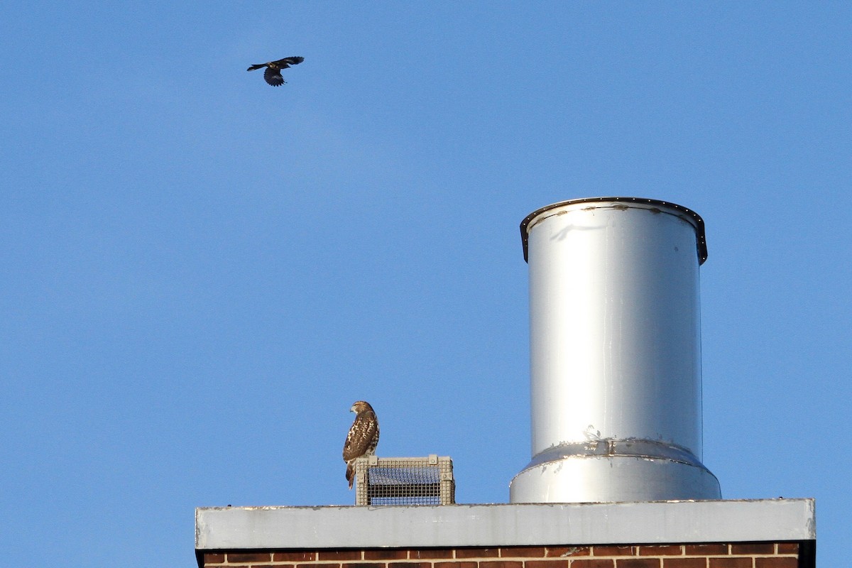 Red-tailed Hawk - ML631768254