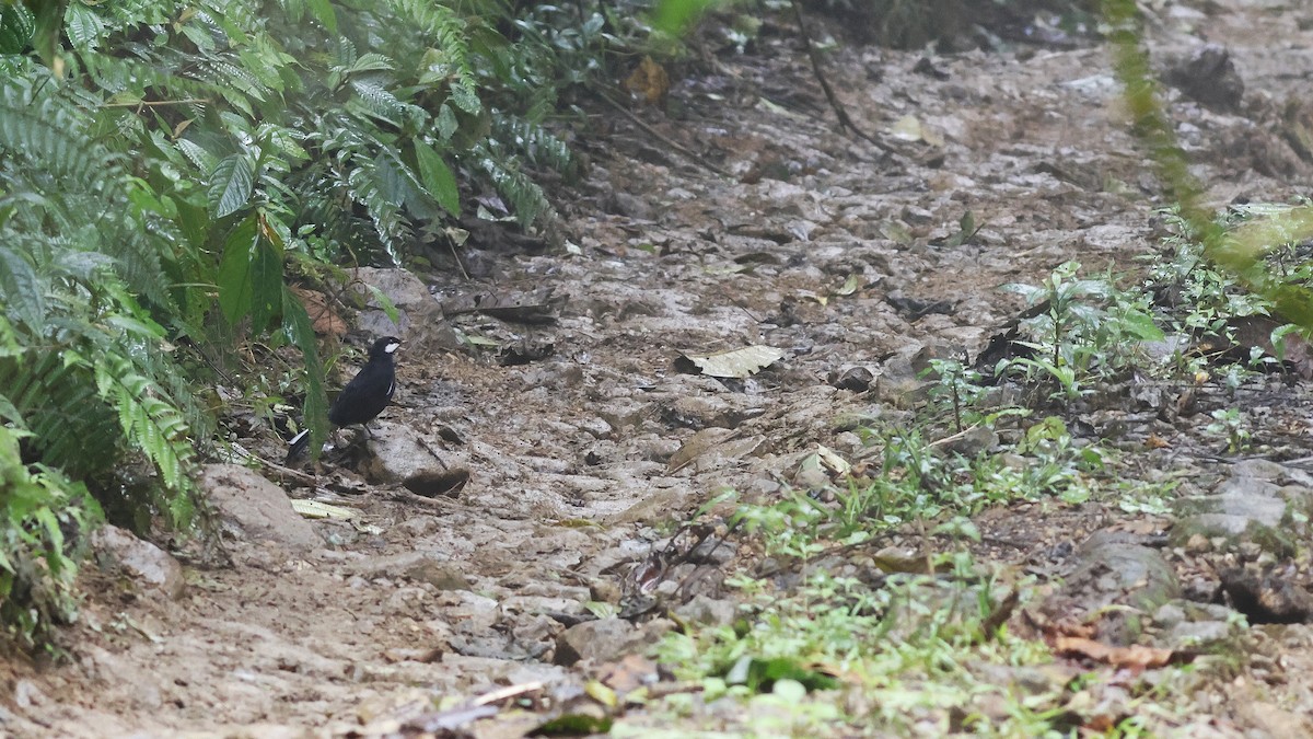 Black Solitaire - ML631768362