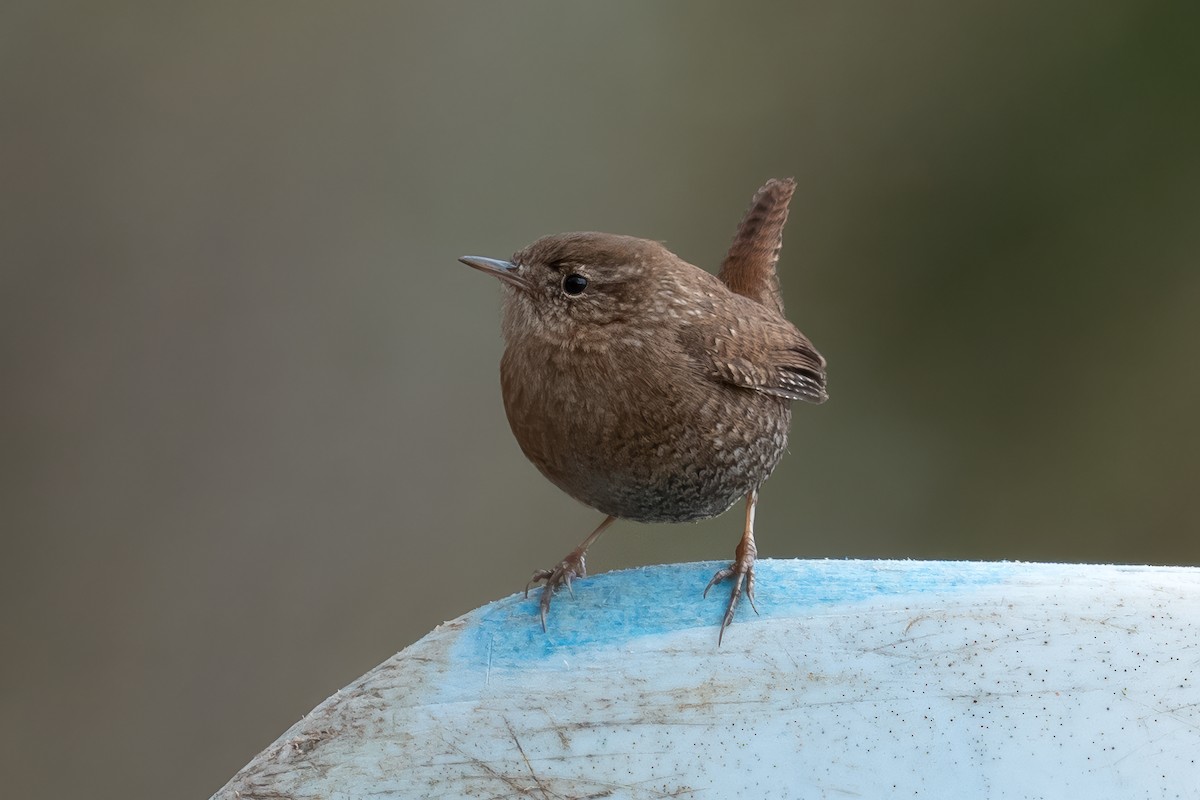 Winter Wren - ML631768491