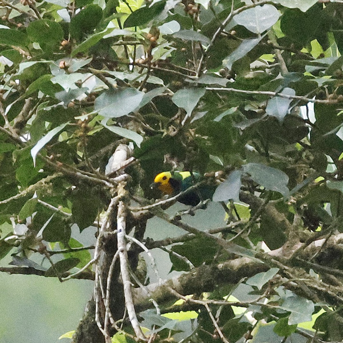 Multicolored Tanager - ML631768534