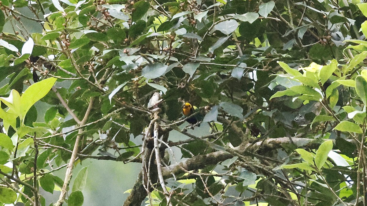 Multicolored Tanager - ML631768535