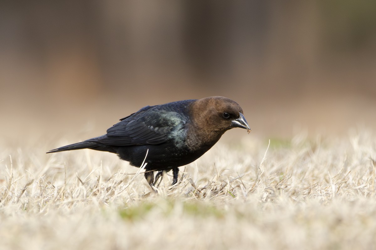 Brown-headed Cowbird - ML631768668