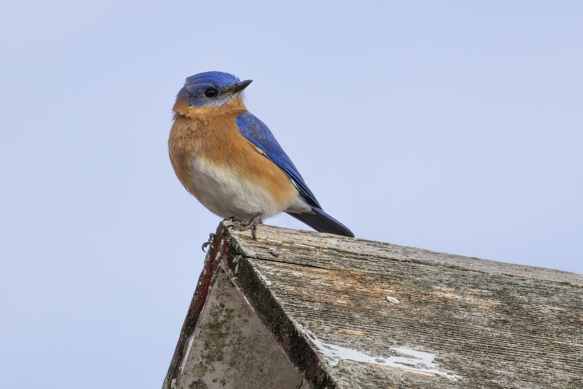 Eastern Bluebird - ML631768675