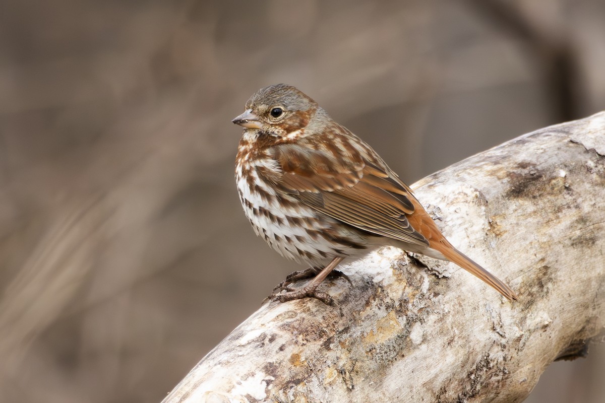 Fox Sparrow - ML631768681