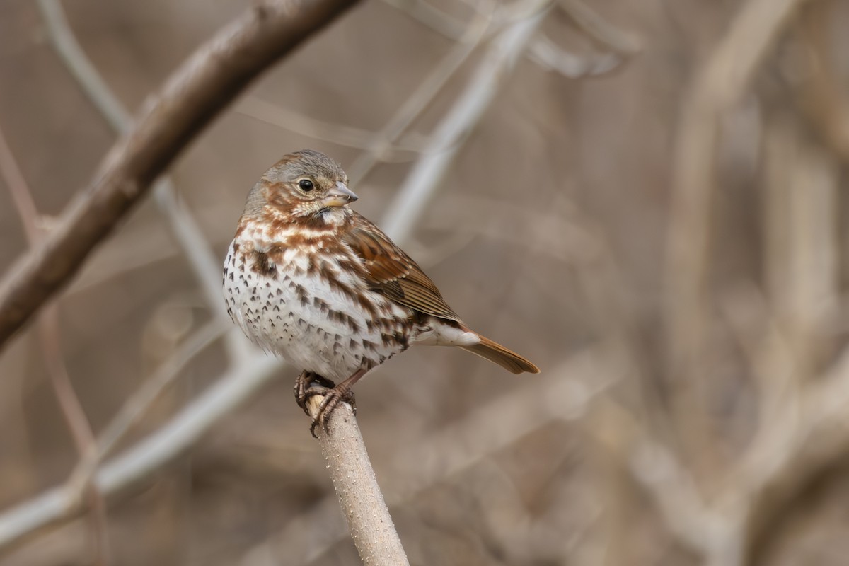 Fox Sparrow - ML631768692