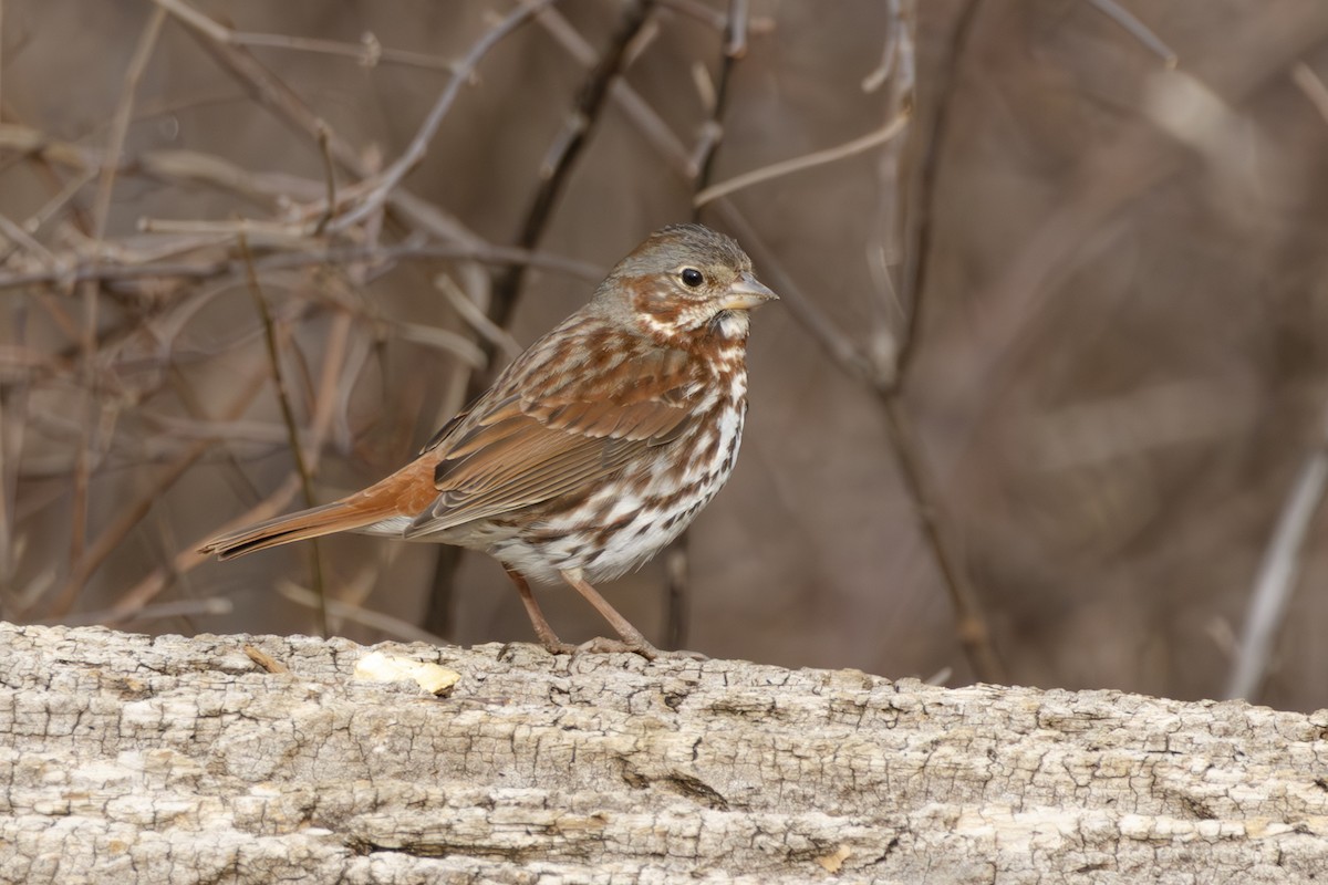 Fox Sparrow - ML631768694